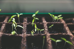 sprouting plants