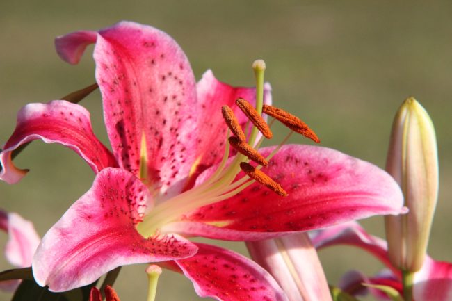 Pink Lily in bloom