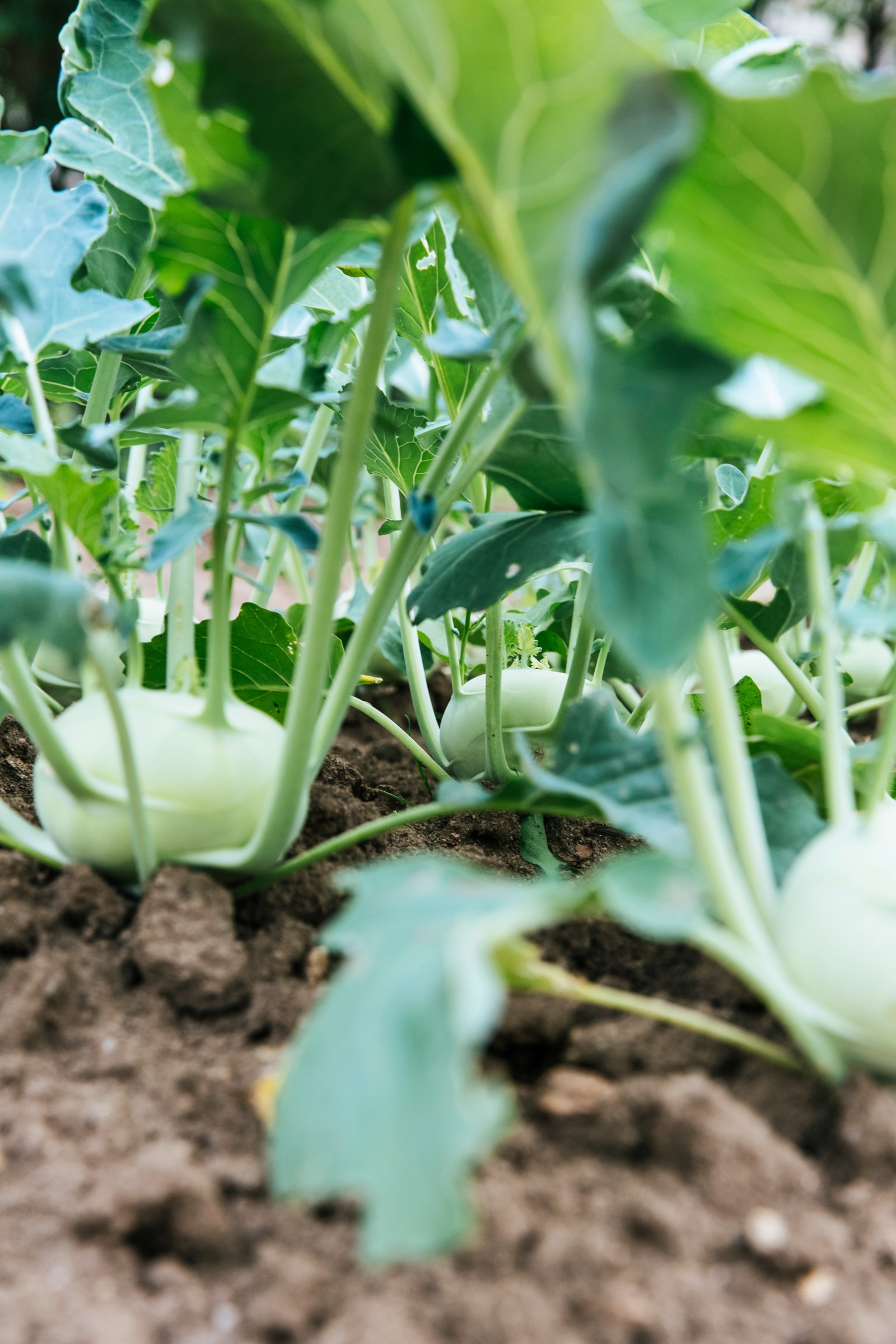 Cabbage in dirt