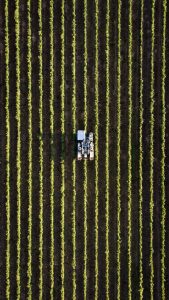 Tractor in the middle of rows in a field.