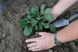 Hands planting in the soil